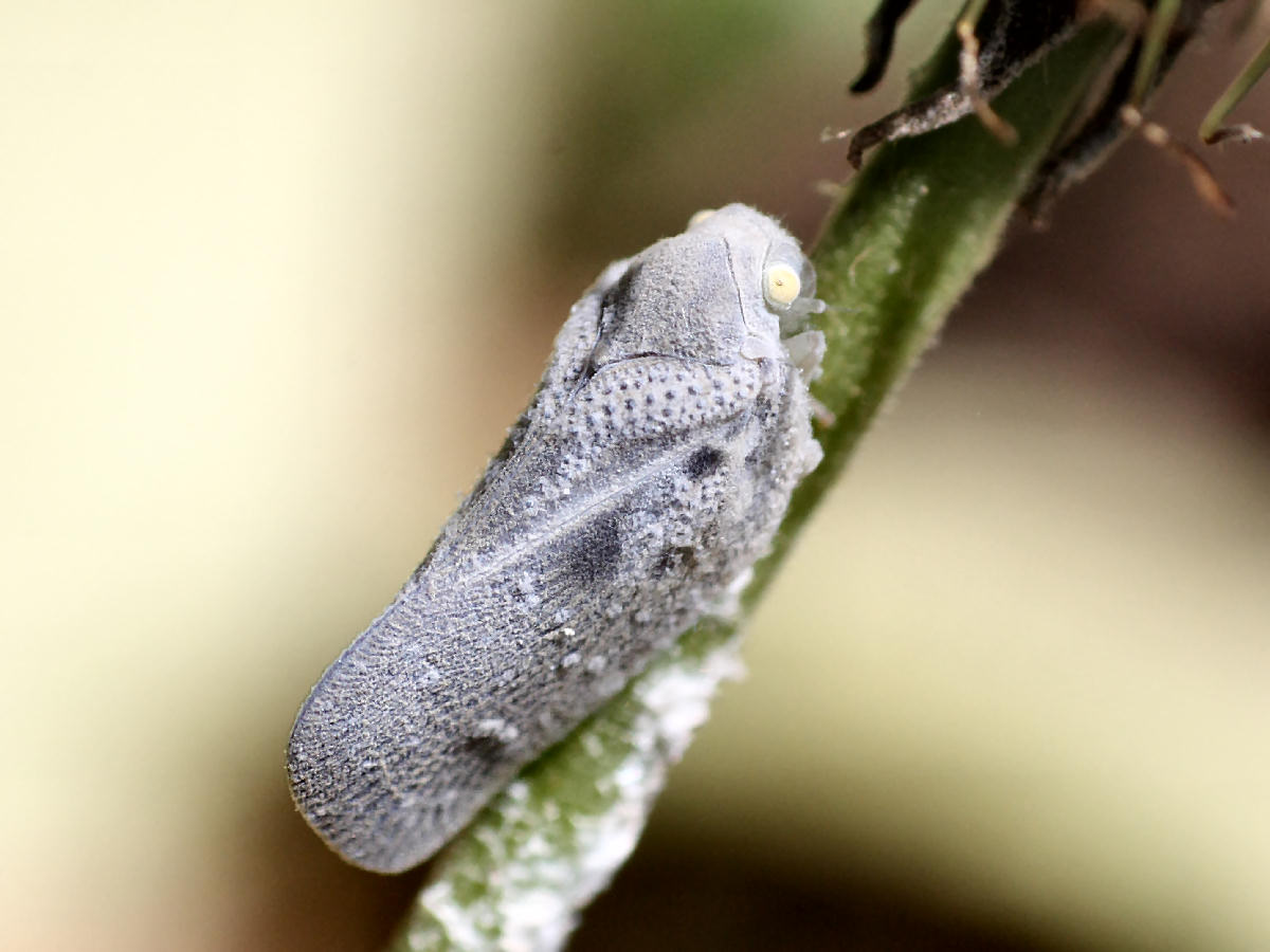  un lepidottero ?? No, Metcalfa pruinosa